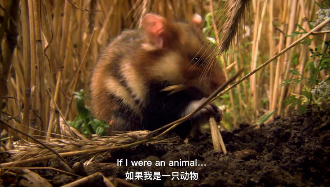 《如果我是一只動物》中文版  超贊的自然科普紀錄片