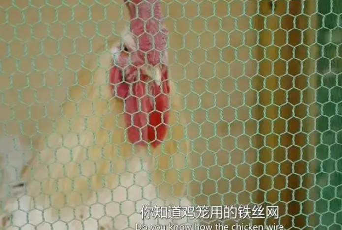 《畢達(dá)哥斯拉裝置 迷你特輯》25集1080P全集 孩子看完創(chuàng)造力驚人